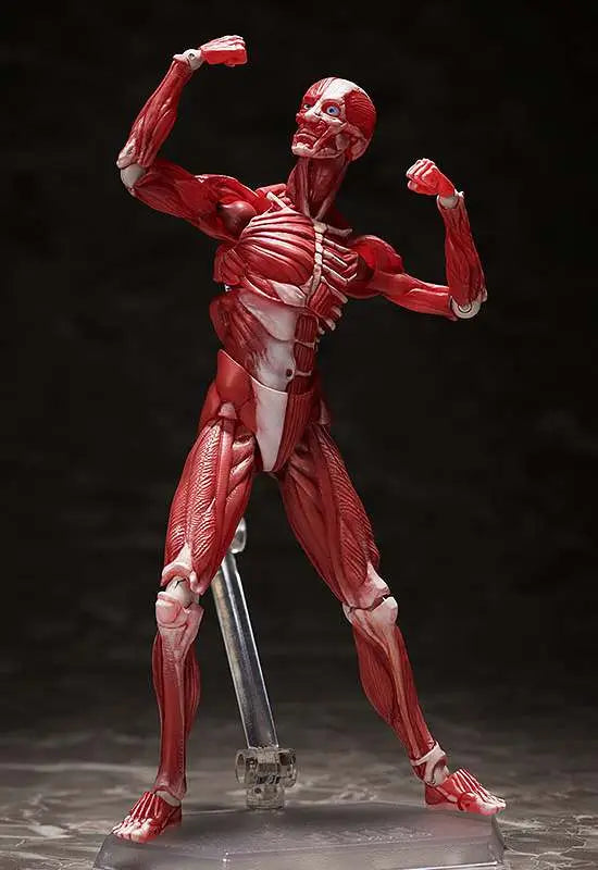 HUMAN ANATOMICAL MODEL FIGMA AF FREEING