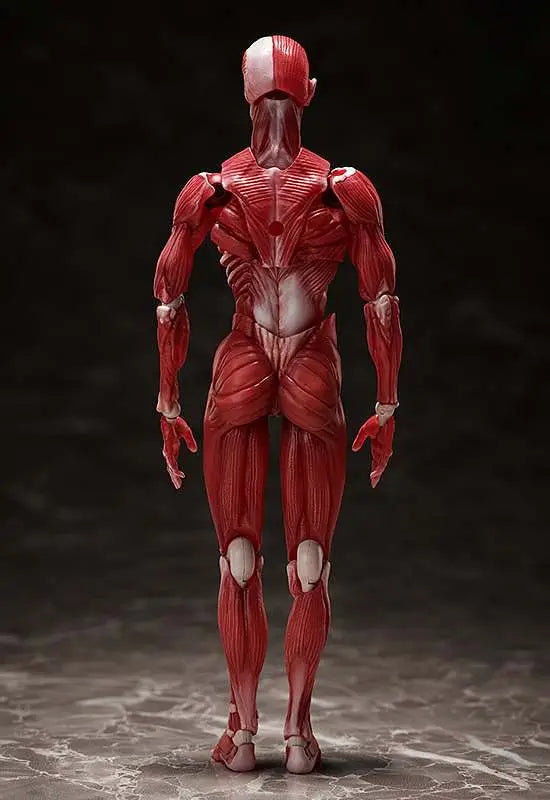 HUMAN ANATOMICAL MODEL FIGMA AF FREEING