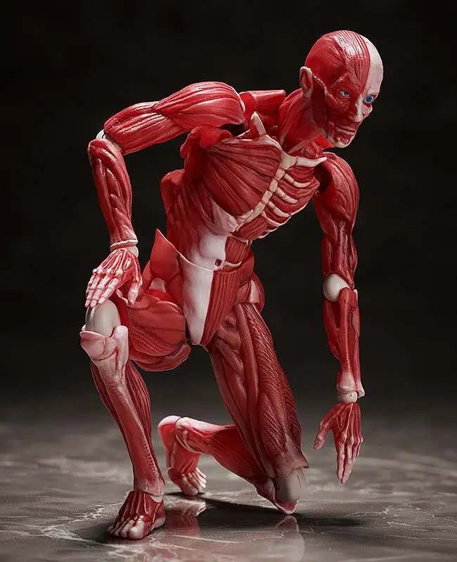 HUMAN ANATOMICAL MODEL FIGMA AF FREEING