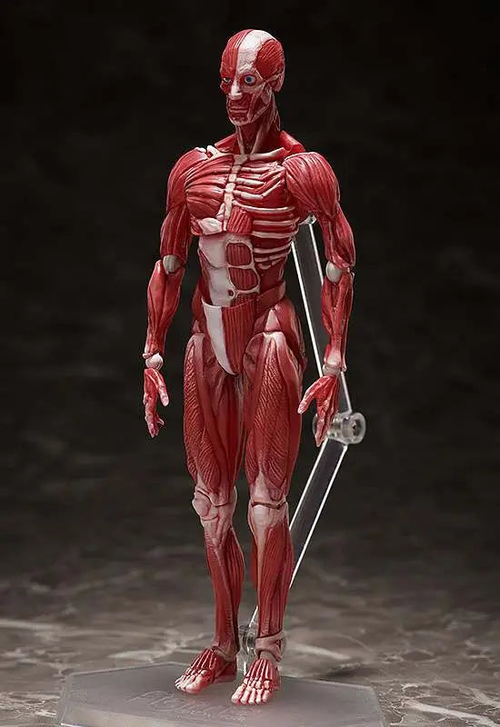 HUMAN ANATOMICAL MODEL FIGMA AF FREEING