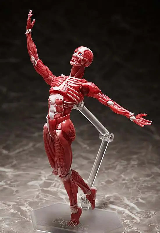 HUMAN ANATOMICAL MODEL FIGMA AF FREEING