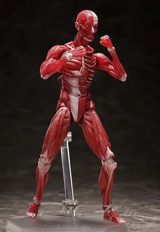 HUMAN ANATOMICAL MODEL FIGMA AF FREEING