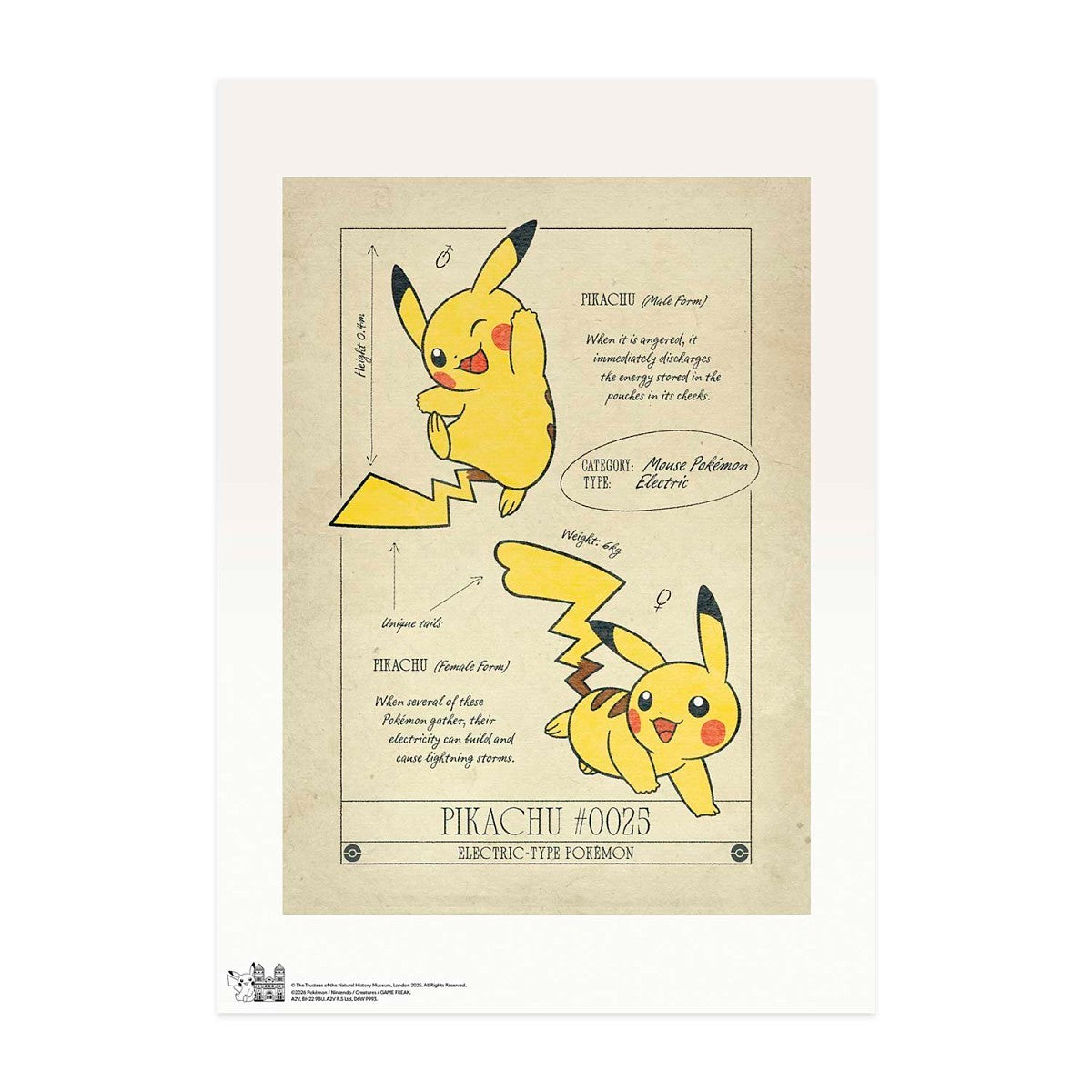 Pokémon × Natural History Museum: Pikachu Scientific Drawing Print