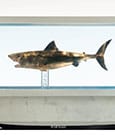Jaws Maquette 1/18 Jaws Bronze Elite Creature Collectibles