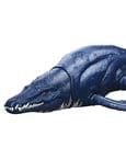 Jurassic World Survival Action Figure Wild Roar Brachauchenius Mattel