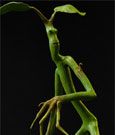 Fantastic Beasts Statue Pickett Prime 1 Studio
