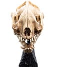 Lord of the Rings Mini Statue Skull of a Warg Weta Workshop