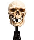 Lord of the Rings Mini Statue Skull of a Mordor Orc Weta Workshop