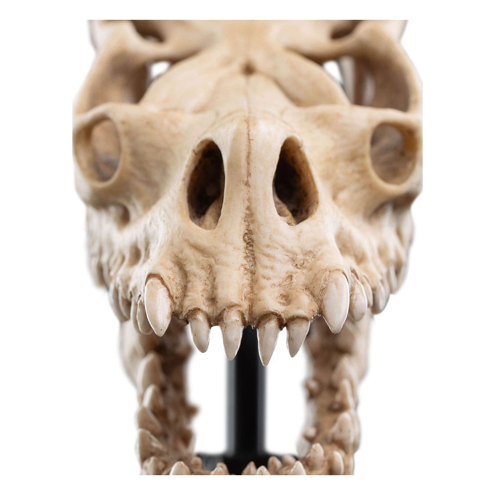 Lord of the Rings Mini Statue Skull of a Fell Beast Weta Workshop